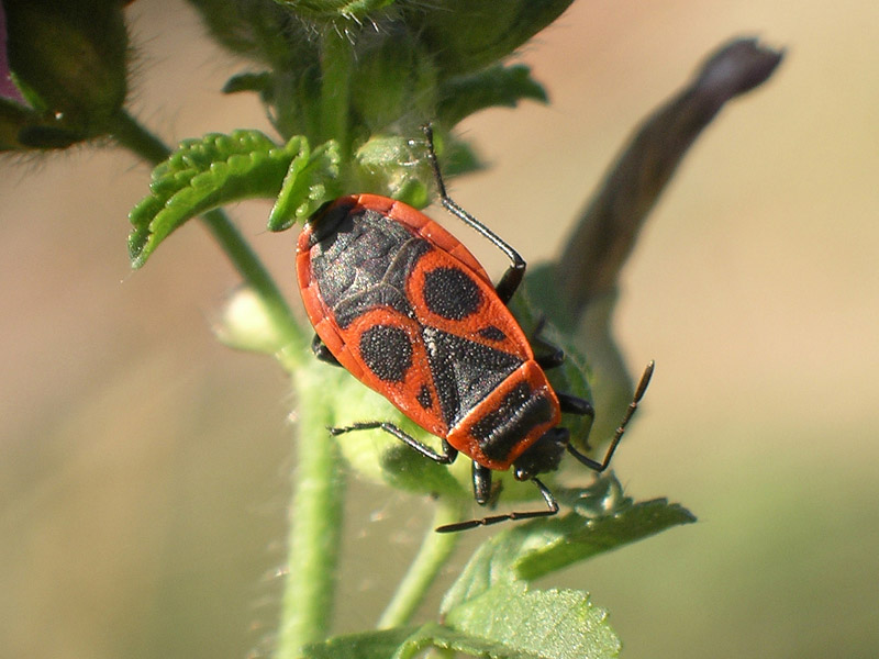 Alcuni eterotteri dei Colli Euganei